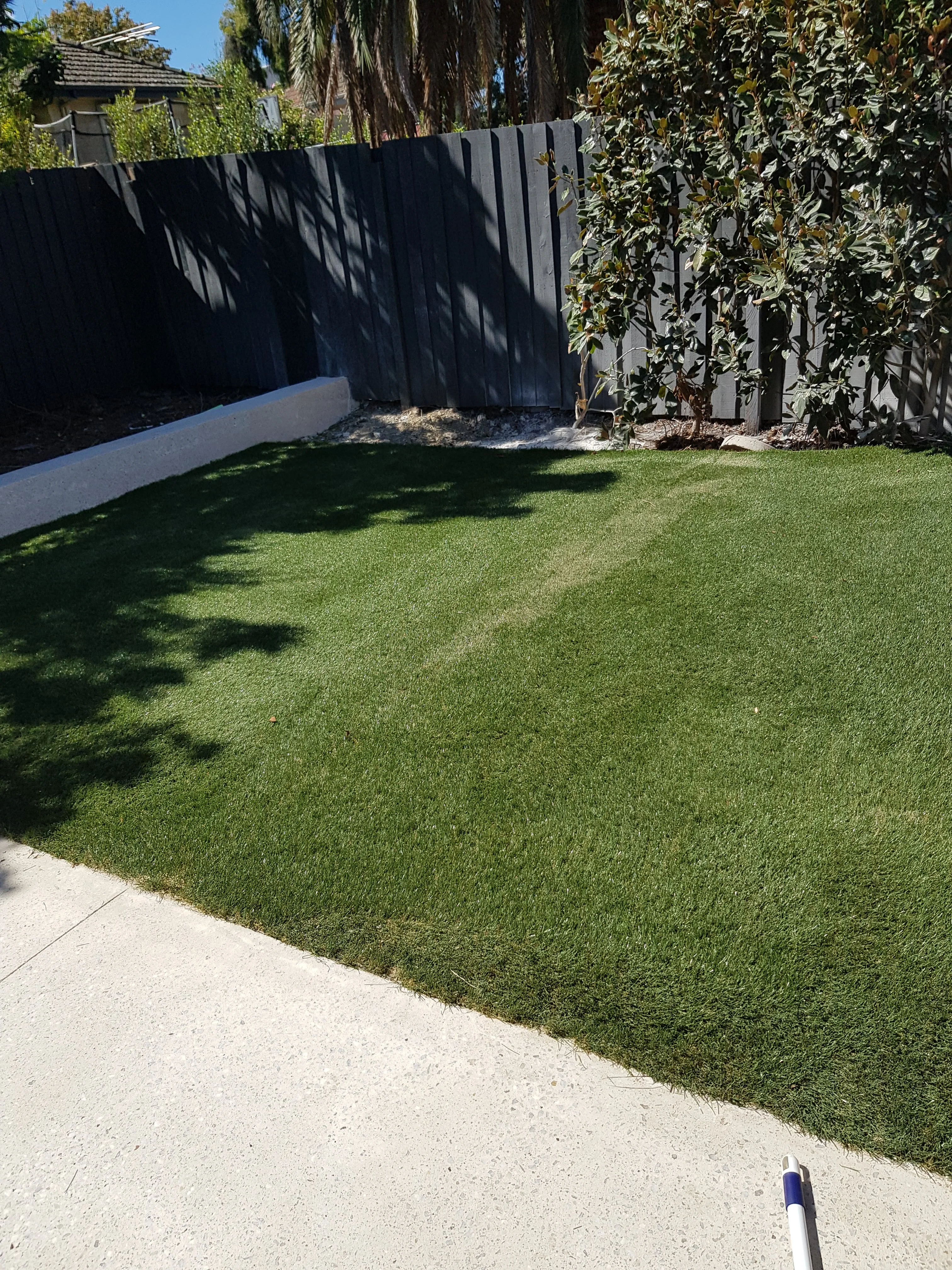 Freshly laid instant lawn running along a dark fence with a concrete edge and a magnolia tree.