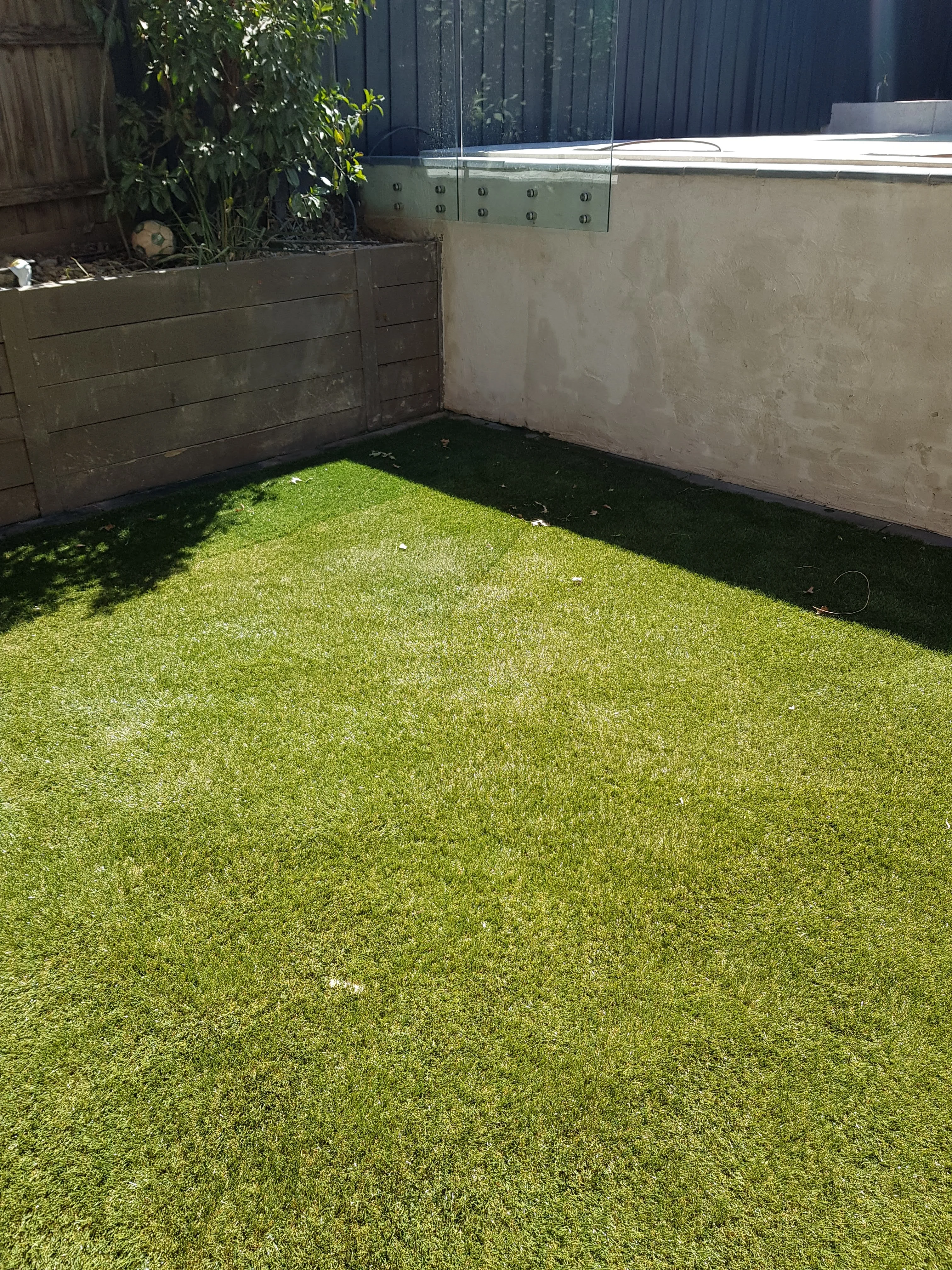 New lawn in front of a rendered wall and raised pool edge with a timber screen behind.
