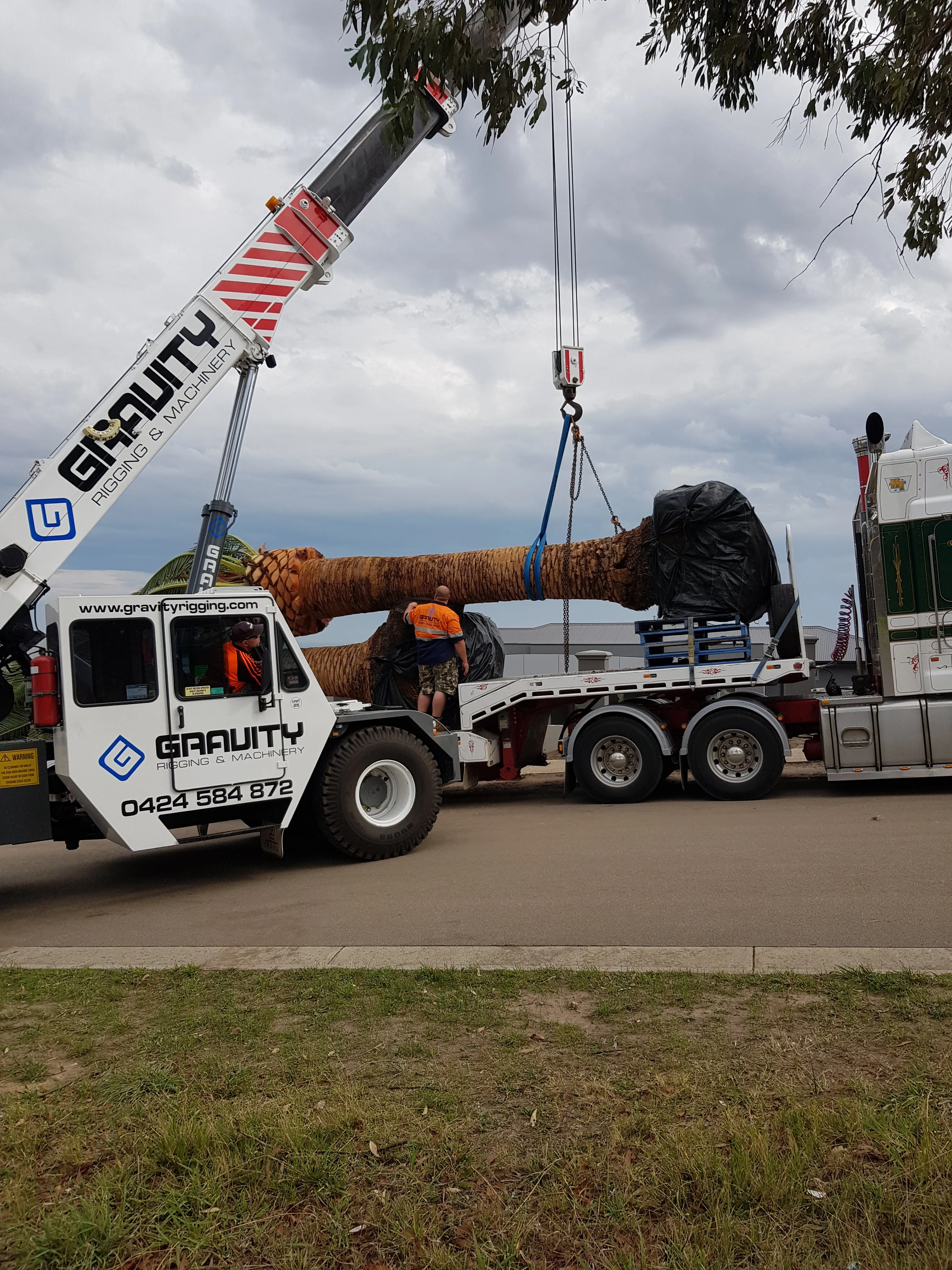 A crane truck lifting a mature palm off a semi-trailer while the palm hangs from the hook.