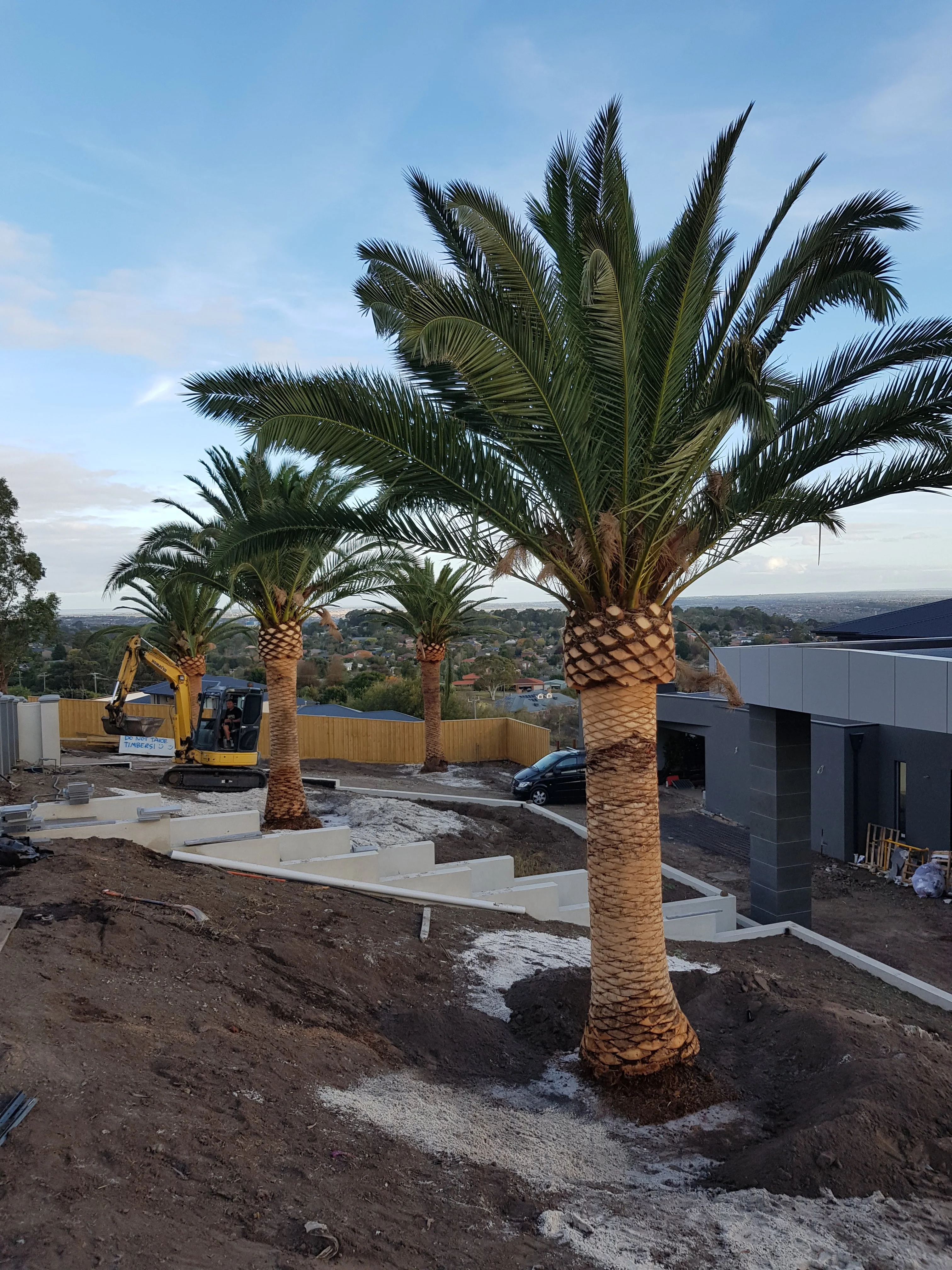 A mature palm with its fronds opened out after planting, and more palms behind under a blue sky.