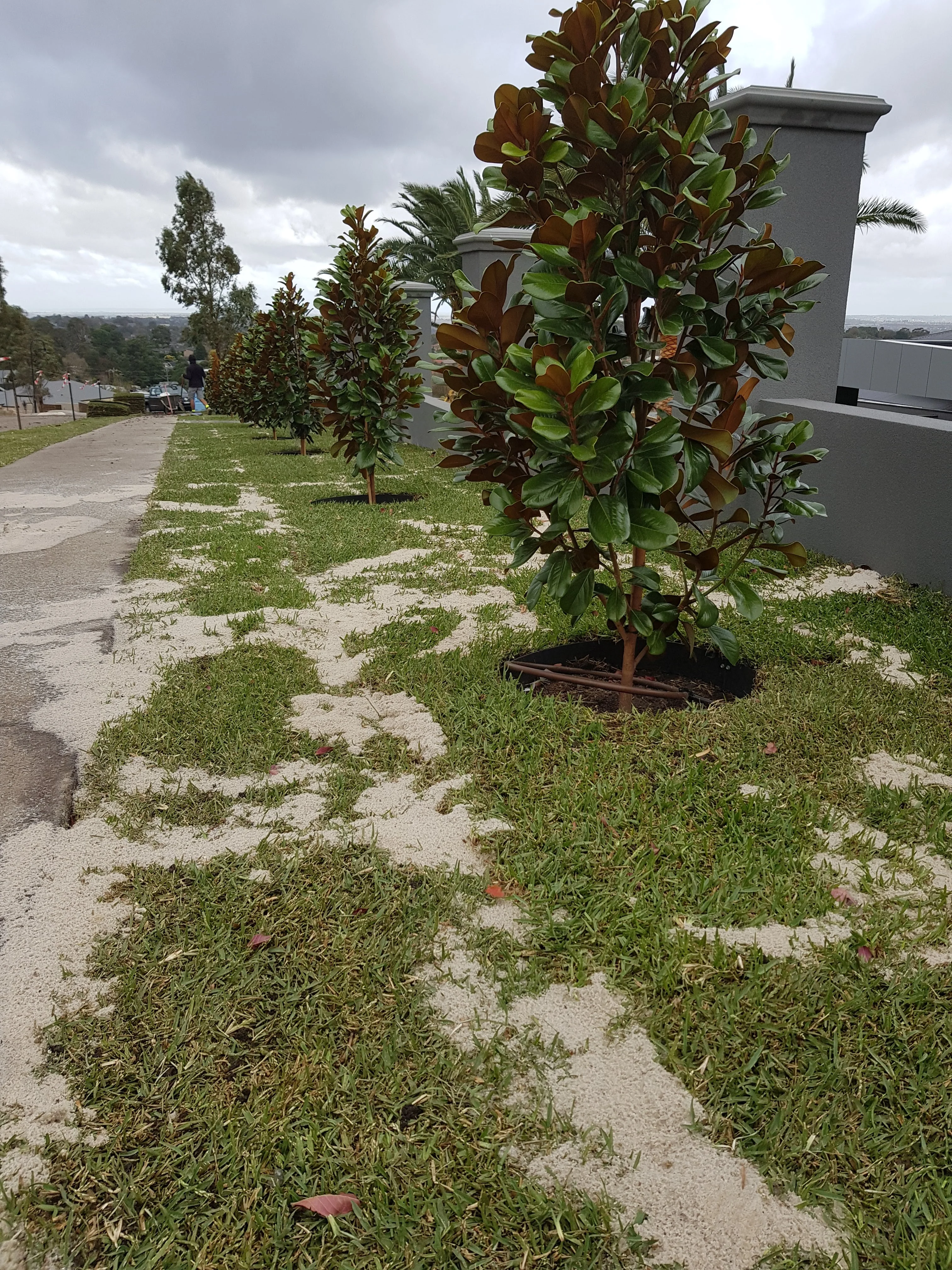 A young magnolia tree planted in a mulched circle in a new lawn beside a grey rendered wall.