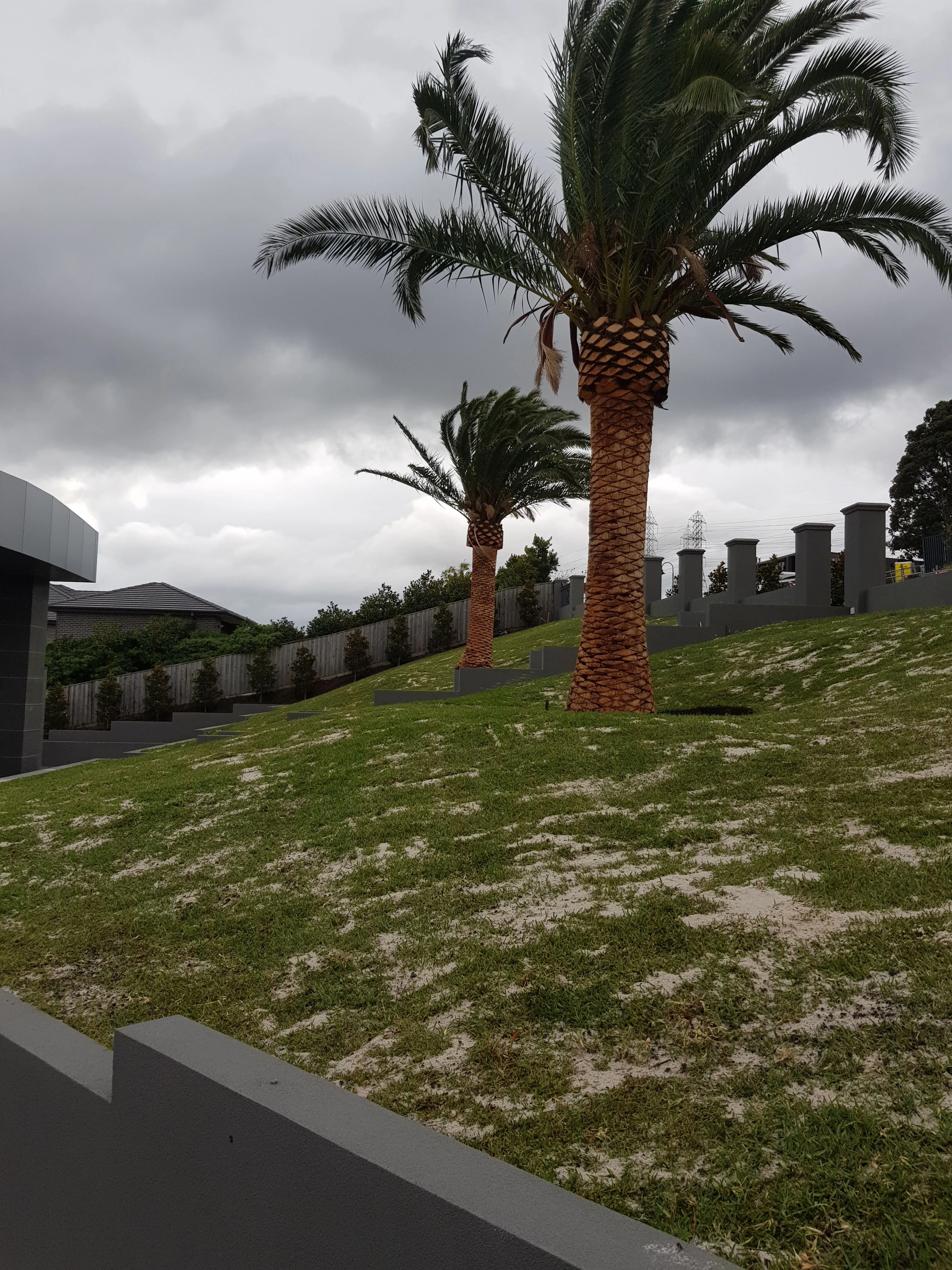 An established palm in a sloping new lawn behind a rendered fence, with a district view behind.