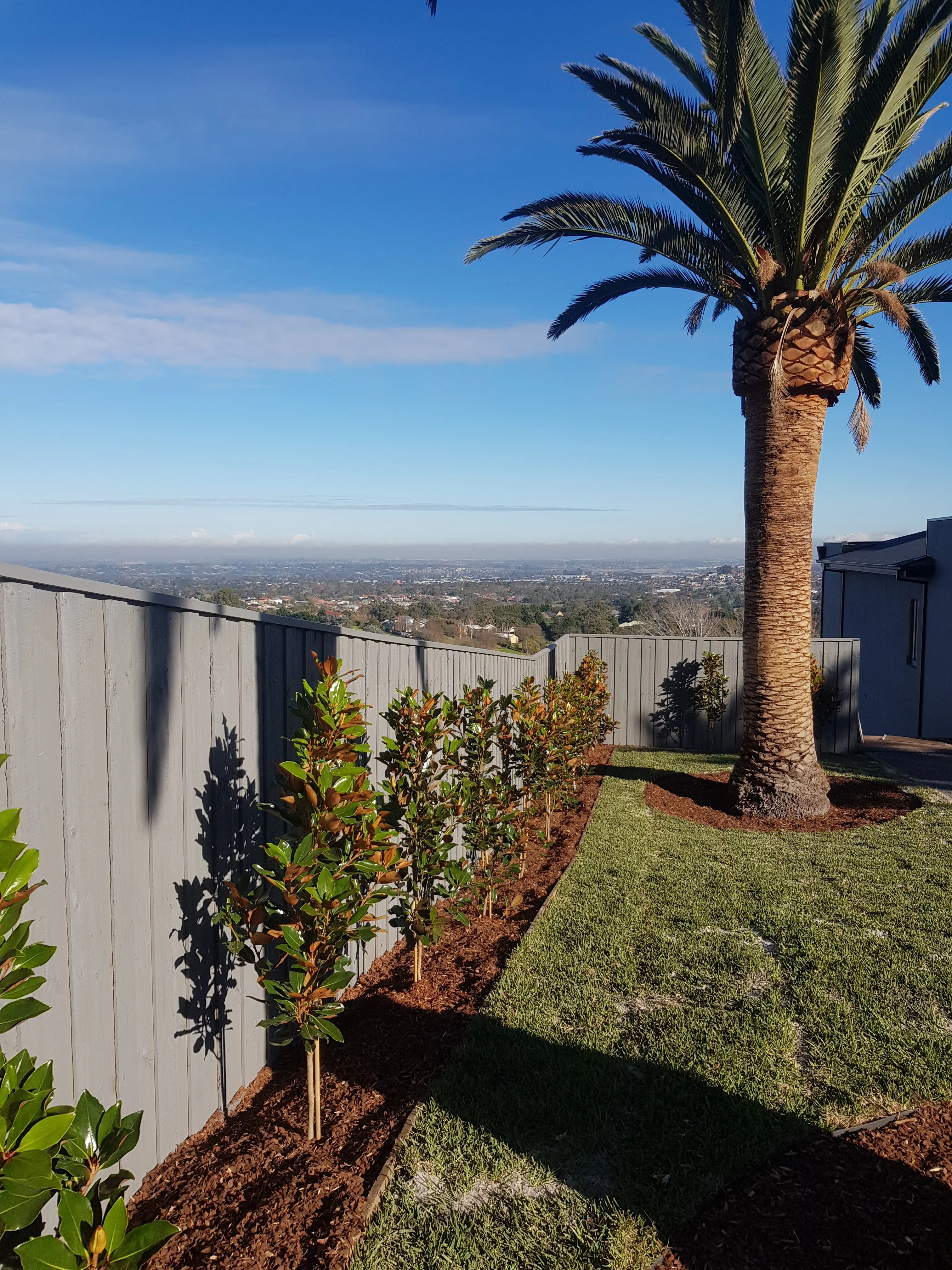 A mature palm in a lawn with a mulched garden bed along a grey fence, under a clear blue sky with a district view.
