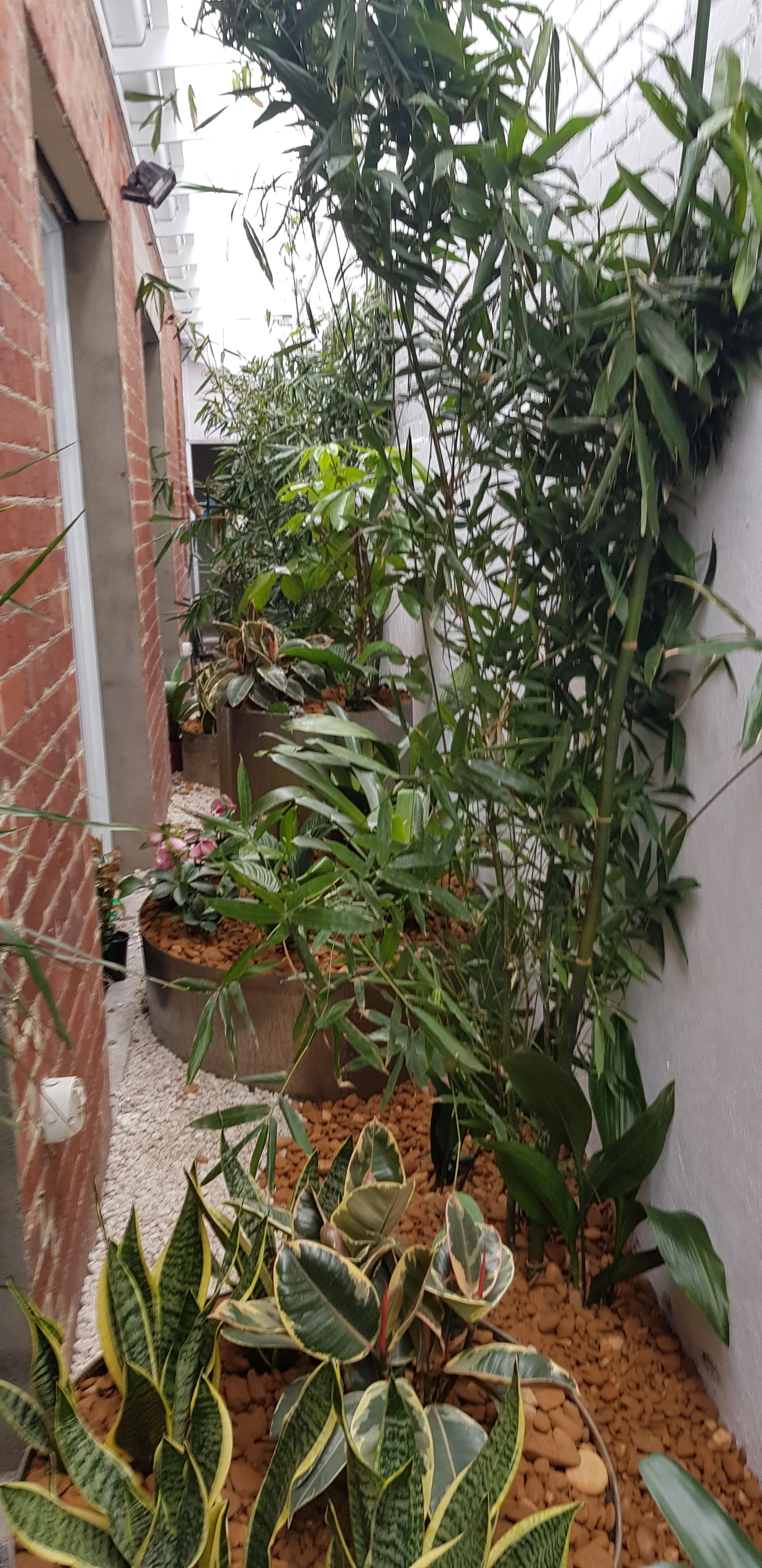 Narrow garden bed of tropical plants and agaves along a brick wall and white fence.