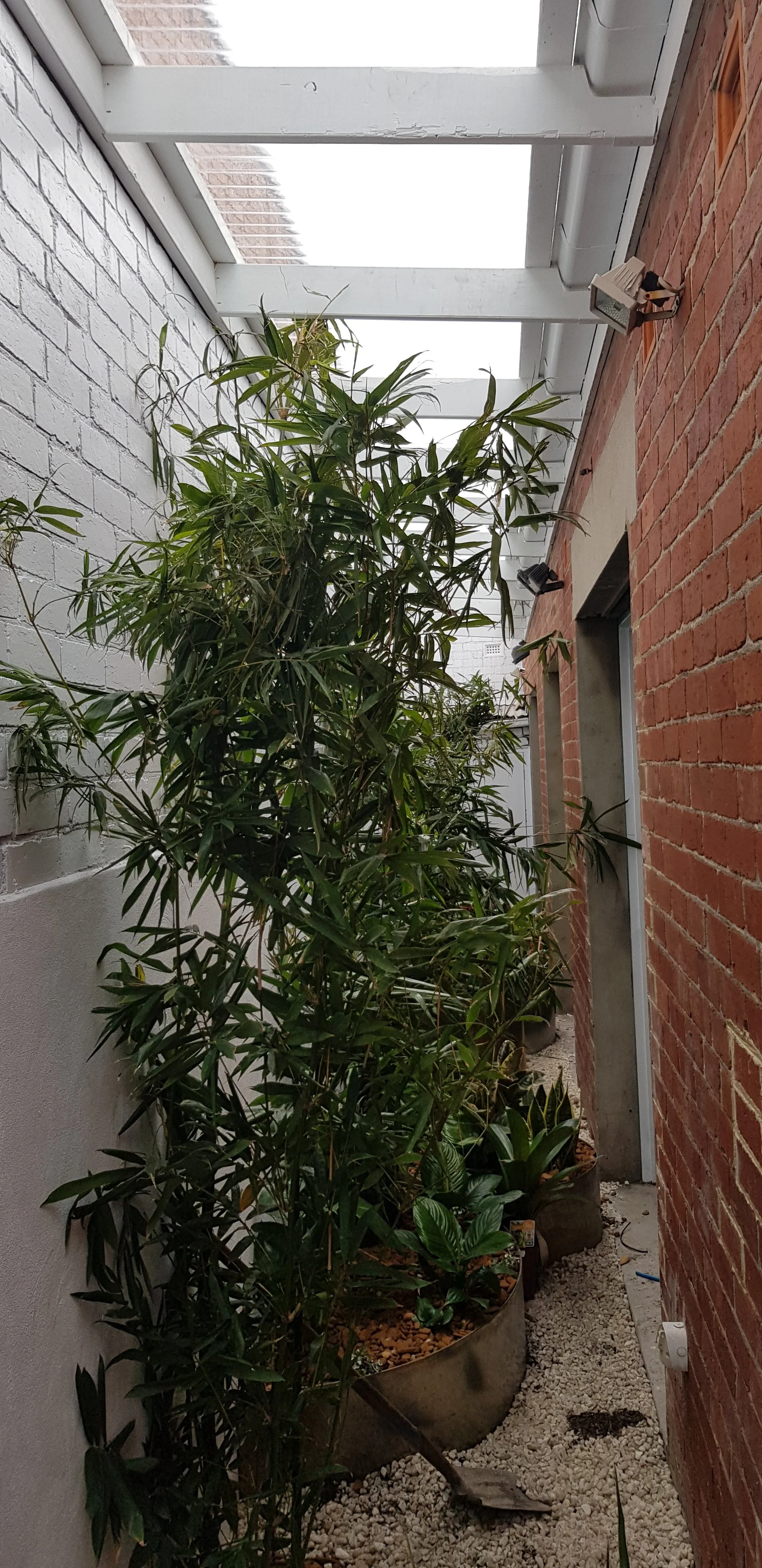 Side passage under a white pergola with tall bamboo-like plants in a gravel bed beside a brick wall.