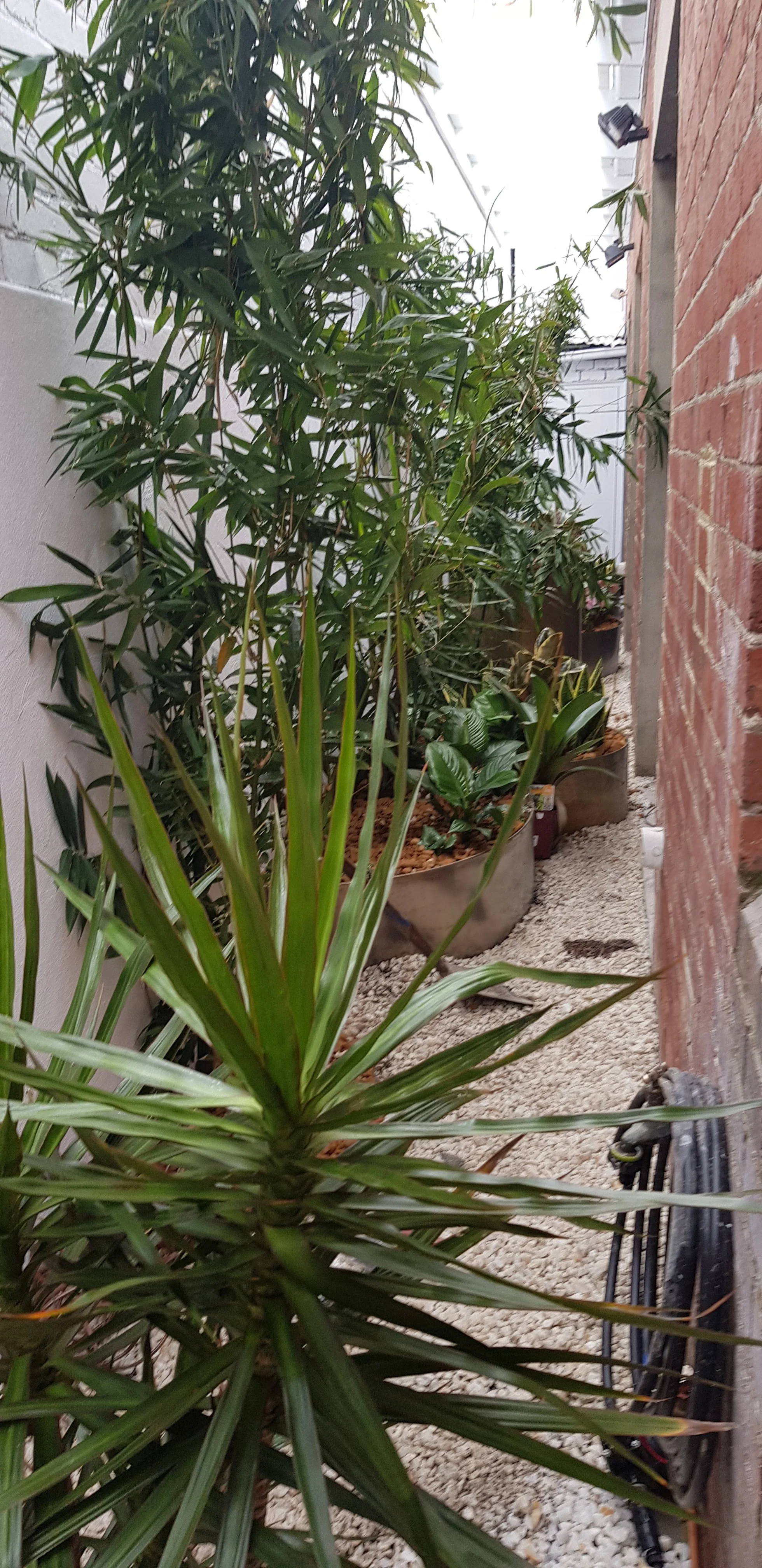 Narrow side passage planted with tropical plants and a yucca along a brick wall, with gravel underfoot.